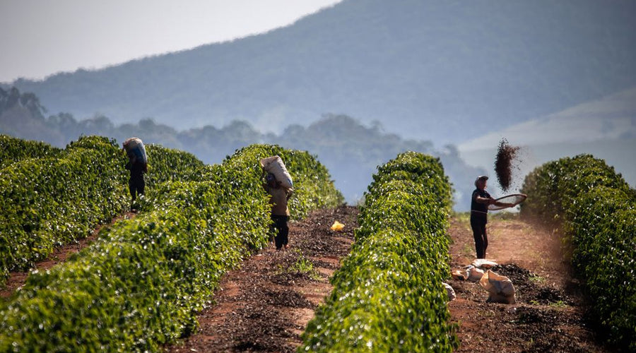 Hatuhei Farm: The Treasure of Timor