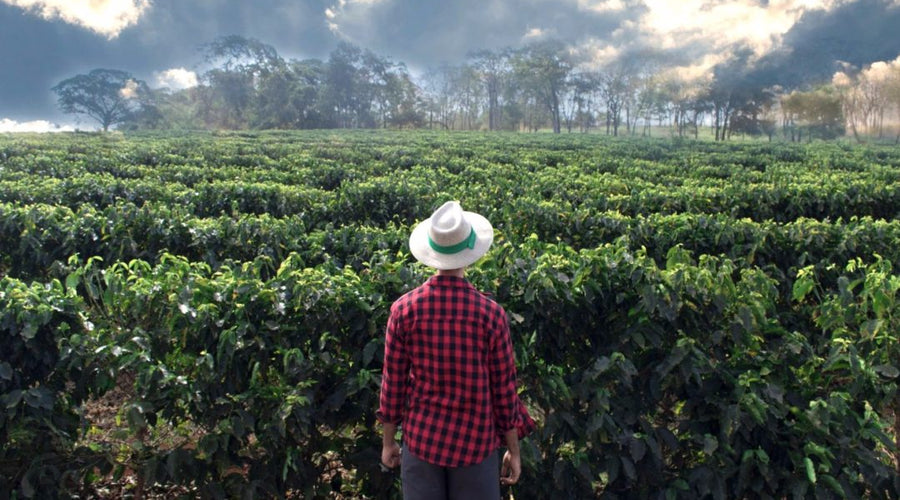 Biologische koffie afkomstig uit de velden van Ethiopië