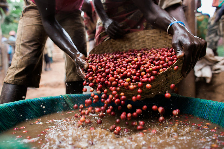 Gakenke wasstation - Burundi, Oost-Afrika
