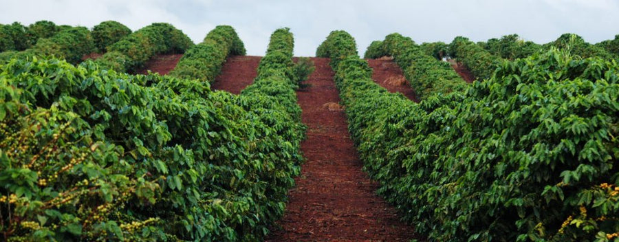 Heeft u al gehoord over onze biologische koffie uit HatuHei, Oost-Timor?