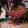 #17 Gakenke Kayanza, Burundi: 1x Drip Coffee Bag