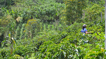 A remarkable story of our farmer Edubino Erazo and how he decided to grow organic coffee